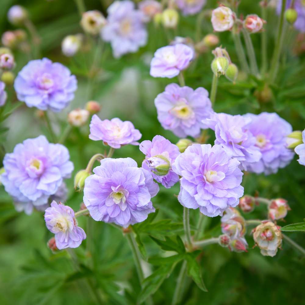 Storkenæb 'Summer Skies'